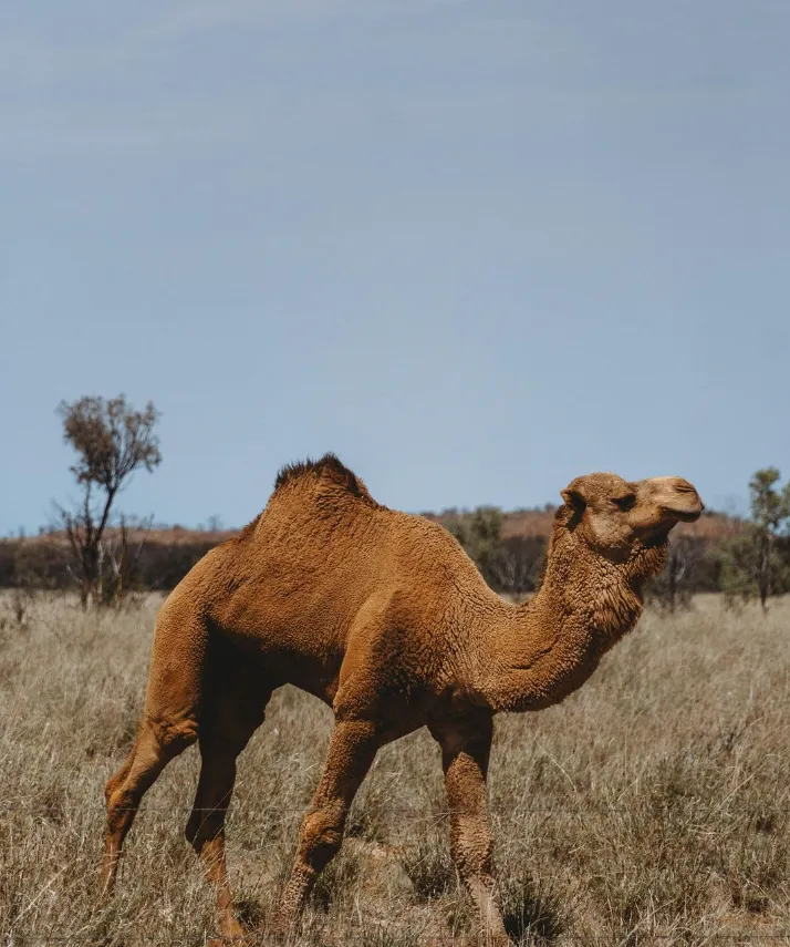 Australian feral camel