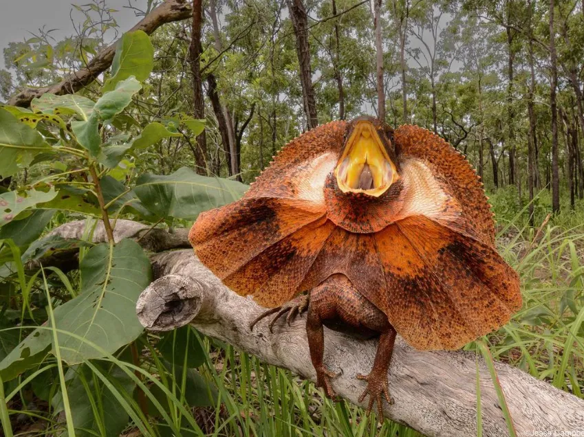 Frilled neck lizard