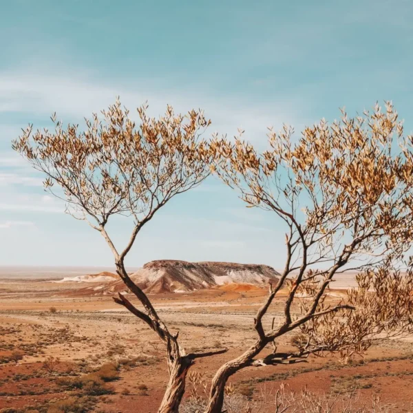 Things to do in Uluru