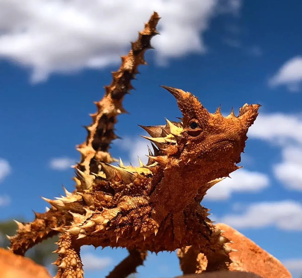 Native Outback Wildlife Uluru