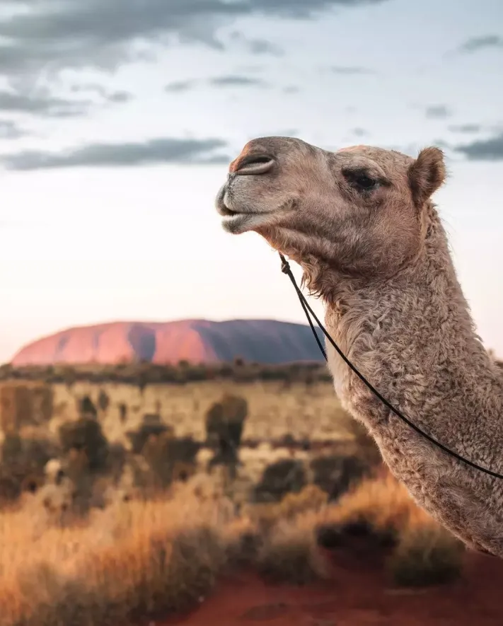 There are endless alternatives to climbing Uluru