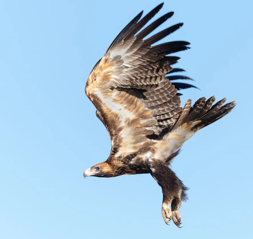 Wedge tailed eagle