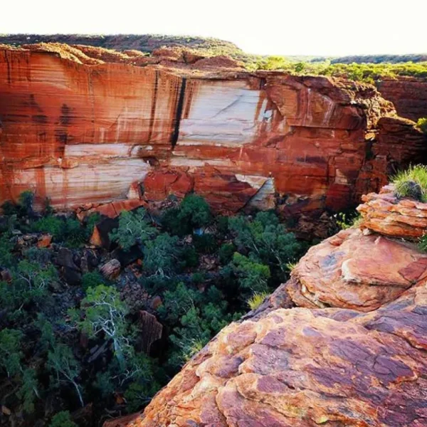 kings canyon day tour