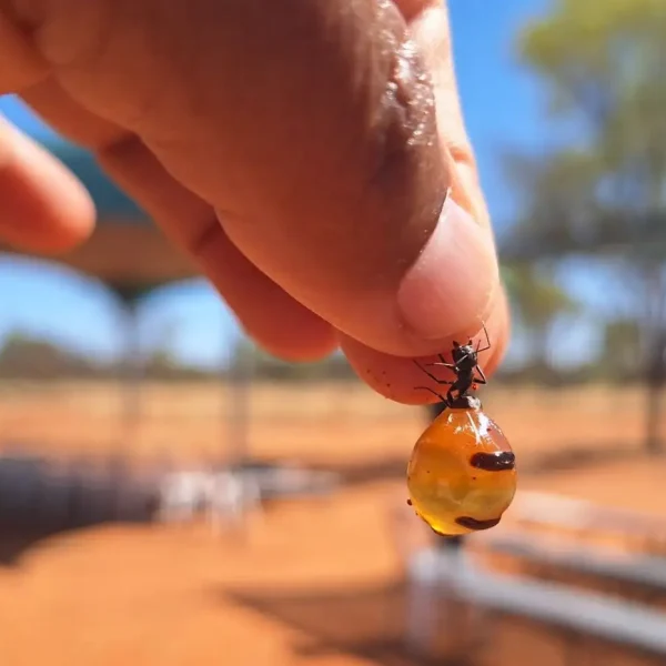 tours at uluru